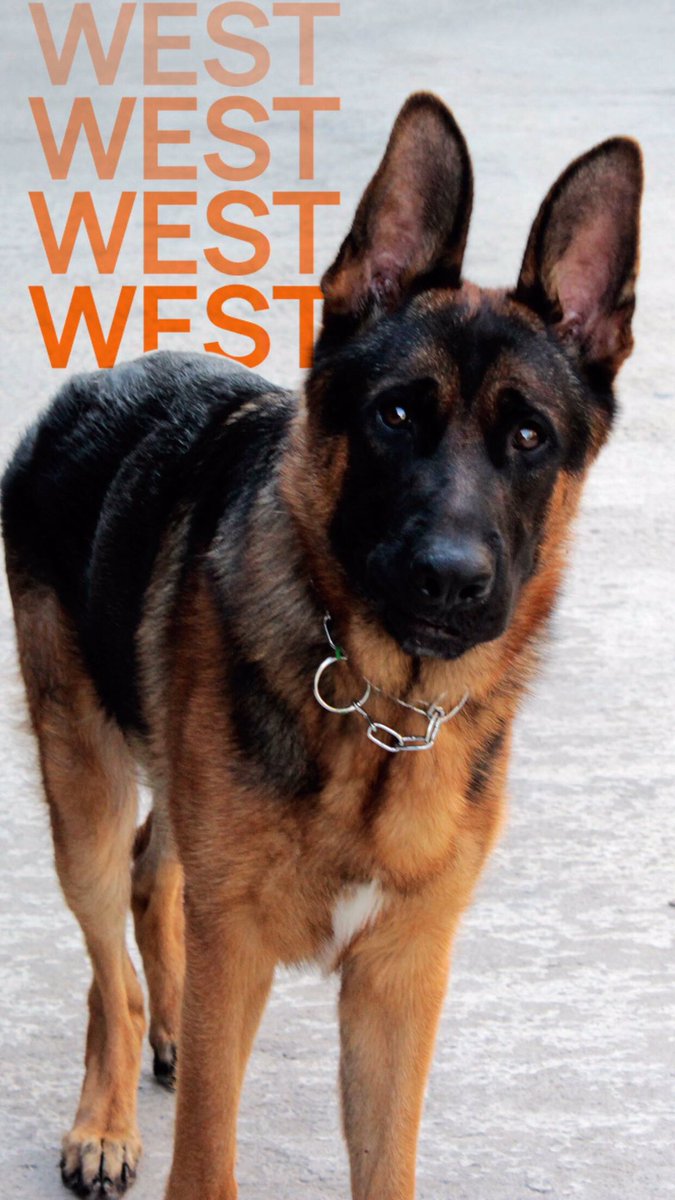 Nosso menino West 🐶 

#petdaempresa