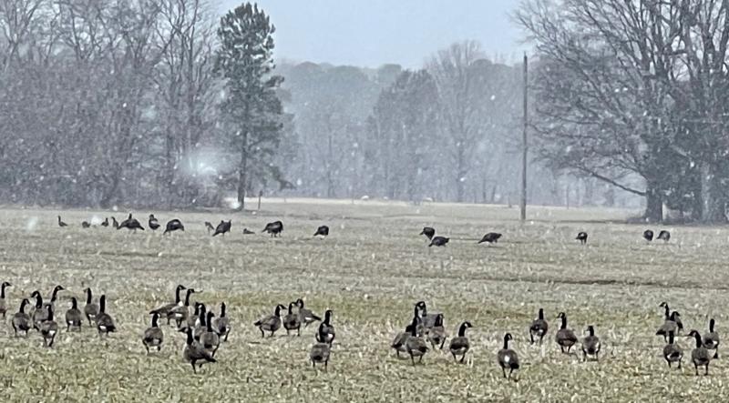 Easter's coming just about as late as possible this year.  Pagans, Christians, ospreys and turkeys all figure in. dlvr.it/SMMrM2
