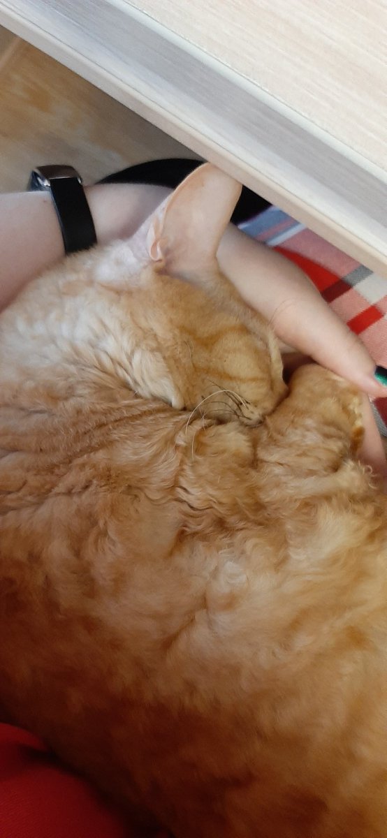 Этой мохнатой морде сегодня целых 11 лет
Он очень тактильный и все время сидит с кем-то из нас
А еще любит, когда его хлопают по жопе...