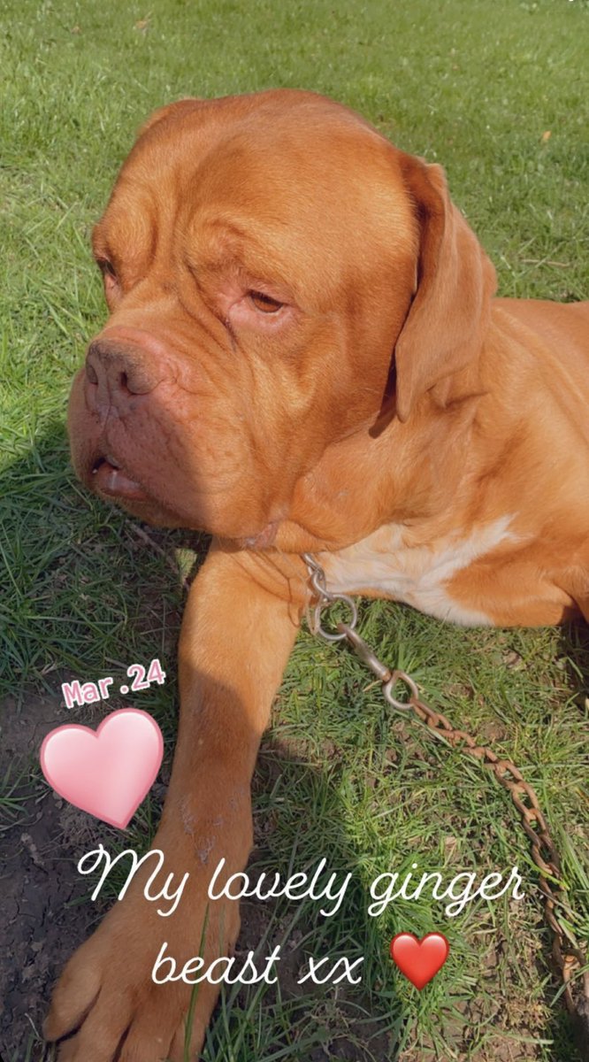 Saying goodbye is the hardest thing in the world sleep tight woody 😢 always will be our slobber chops 💙