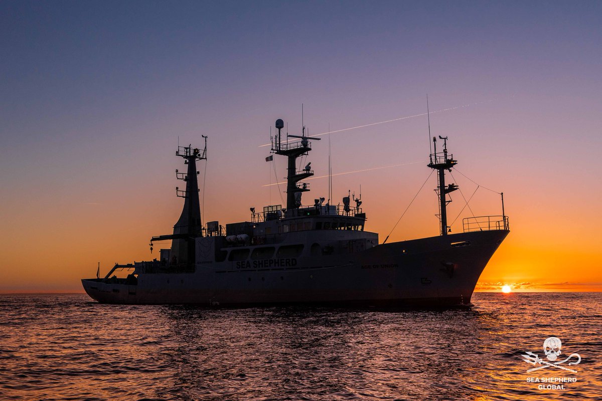 SeaShepherdYVR's tweet photo. M/Y Age of Union at sea

All the crew of the Age of Union were on the starboard side weather deck that evening!

Stunning!

📸 Alice Bacou / Sea Shepherd

#seashepherd #ship #sunset #fortheocean https://t.co/gagAQkcpJ0
