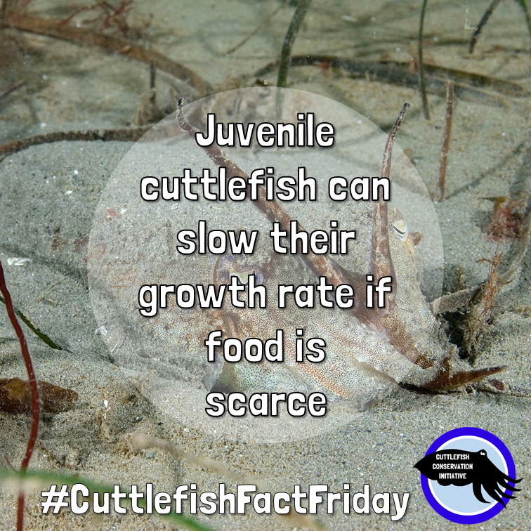 cuttle_cons's tweet photo. It's #CuttlefishFactFriday! #Cuttlefish are very adaptable, and can even slow their growth rate if they can't find enough food!
@paulnaylormarinephoto https://t.co/YhSSQINgfS