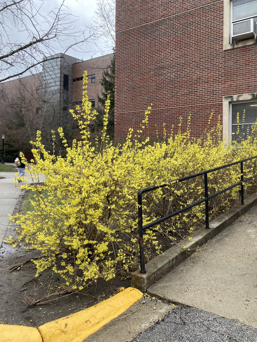 Janice Evans, PhD (@janice_p_evans) on Twitter photo Spotted this on my way in this AM - this forsythia has JUST exploded. #spring is happening <a href="/LifeAtPurdue/">Purdue University</a> ! Spotted this on my way in this AM - this forsythia has JUST exploded. #spring is happening <a href="/LifeAtPurdue/">Purdue University</a> !