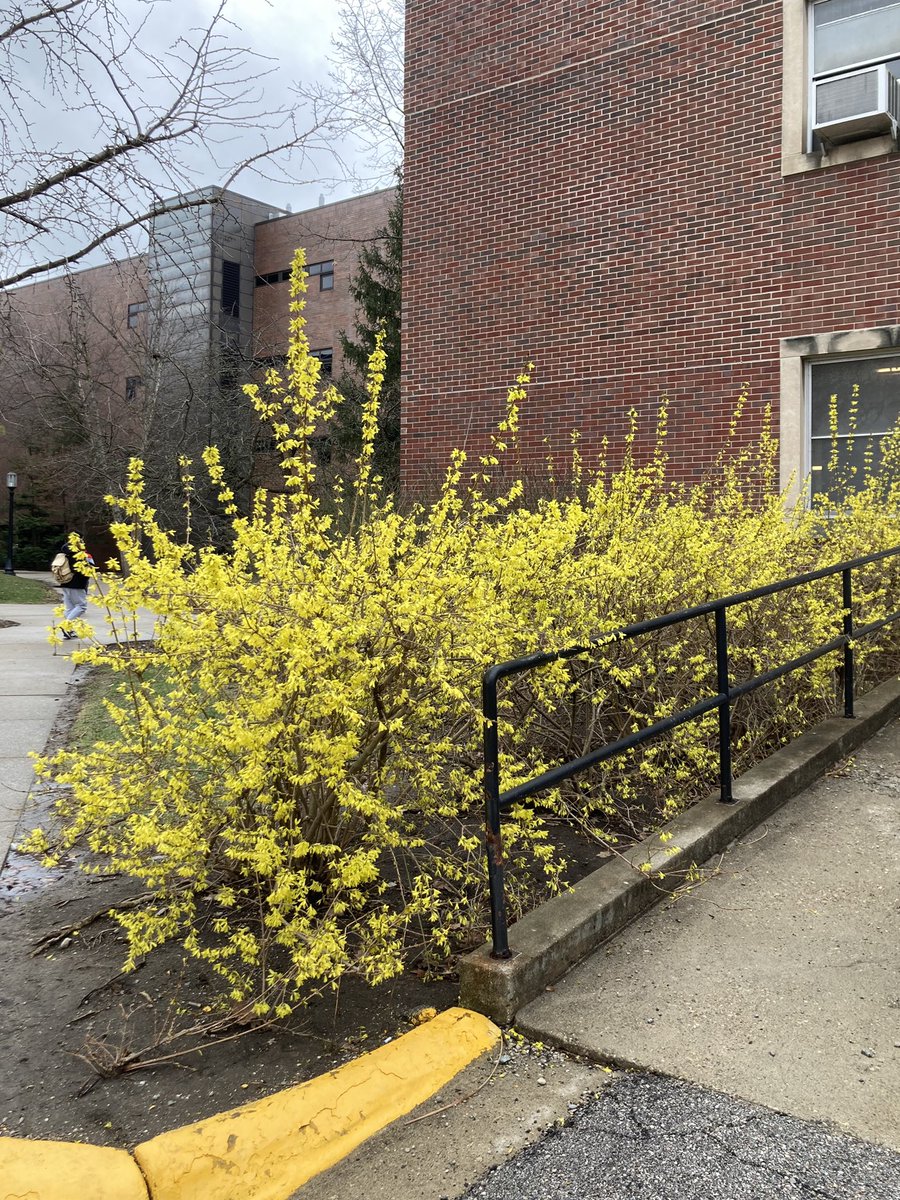 Spotted this on my way in this AM - this forsythia has JUST exploded. #spring is happening @LifeAtPurdue !