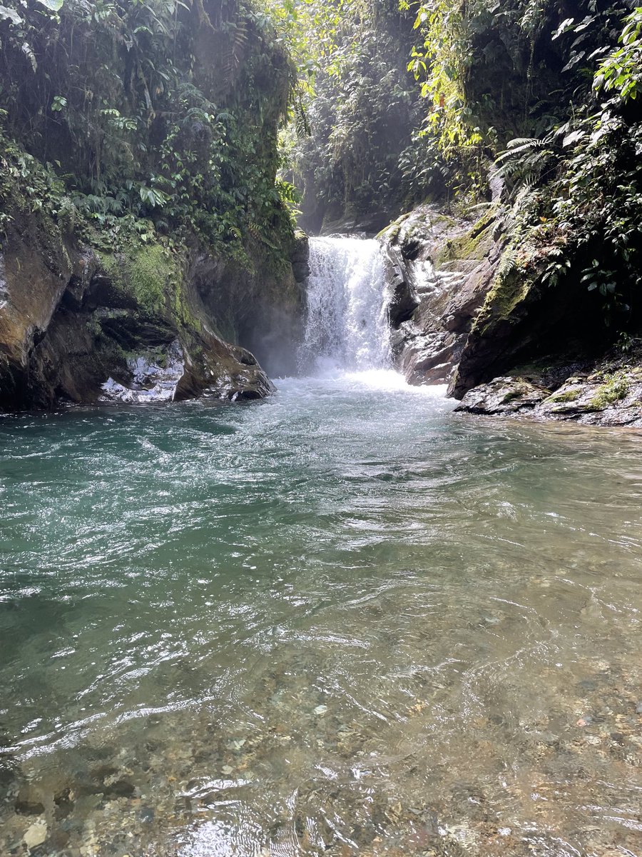 GeorgeSecor's tweet photo. Our last hike this morning boys wanted to hike to swimming home. Close by 😳. Great place. #MashpiResort #ChocoRainforest #Ecuador #BoysTrip22 https://t.co/esd8pcYr7t
