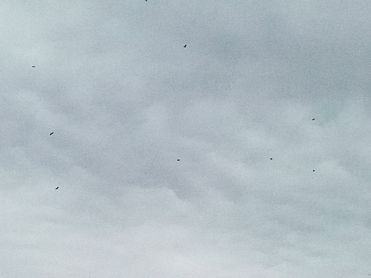 Leaf_and_Legume's tweet photo. March came in like a lion and according to our #crowmurder she's gonna leave the same way.  #crows @CrowMonthly  #corvids https://t.co/AjYEc7evfC