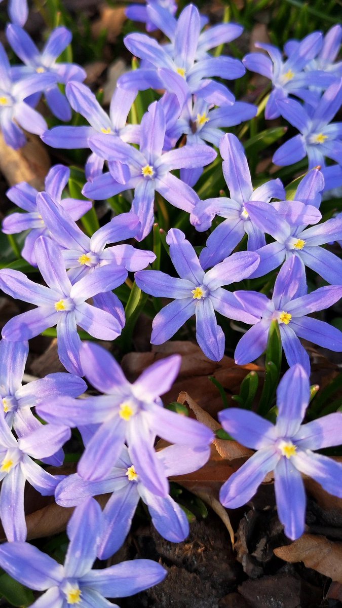 yourResonance_'s tweet photo. Spring is here! ๐๐ Lund, Sweden ๐ธ๐ช #springsign https://t.co/a13R2RINXJ