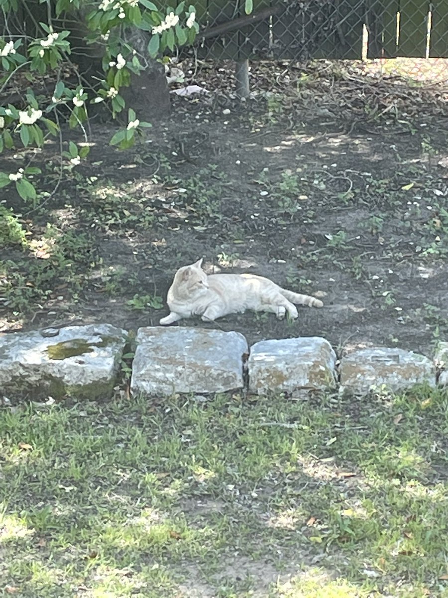 gardnermer's tweet photo. Jorts, our newest porch cat, came around to eat and lounge in the garden. I named him after the Goodest internet cat. But we also like to call him toasted marshmallow or buttery toast https://t.co/dCHe4ds0au