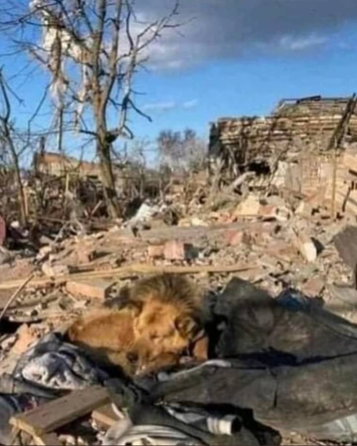MSnegovaya's tweet photo. Сумская область. Пёс вернулся к руинам своего дома

Sumy region. The dog returned to the ruins of his home https://t.co/1A09RVi8aG