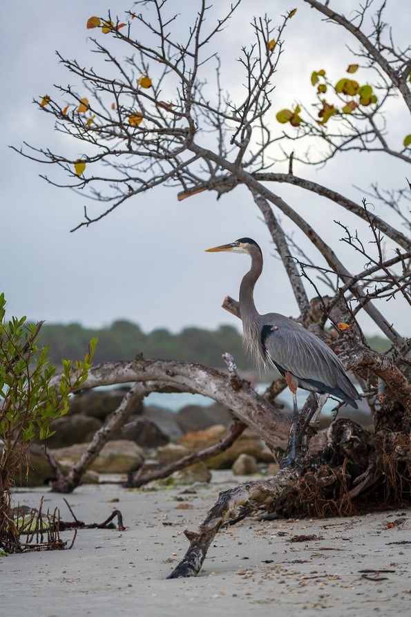 ArtsBrevard's tweet photo. #FridayFriendsDay One final shout out to our members that are helping support this weekend's #AquariumArtWalk and @BrevardZoo's Aquarium Project. Here are Brad Fowlers creations along with Jamie Mackenzie's photograph. Please don't forget to share selfies with your favorites! https://t.co/3cNmBNFhVk