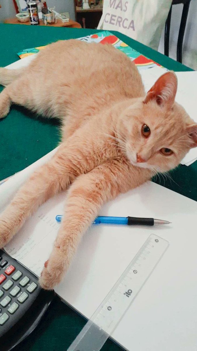 _kimwinter_'s tweet photo. Hola gente, me da mucha vergüenza pero necesito ayuda. Él es manu, tiene problemas renales y se obstruye para orinar. Lamentablemente no cuento con el dinero para llevarlo a una consulta con un veterinario ni para hacerle una desobstrucción, ya le doy alimento especial+ https://t.co/kuFHOX8XOW