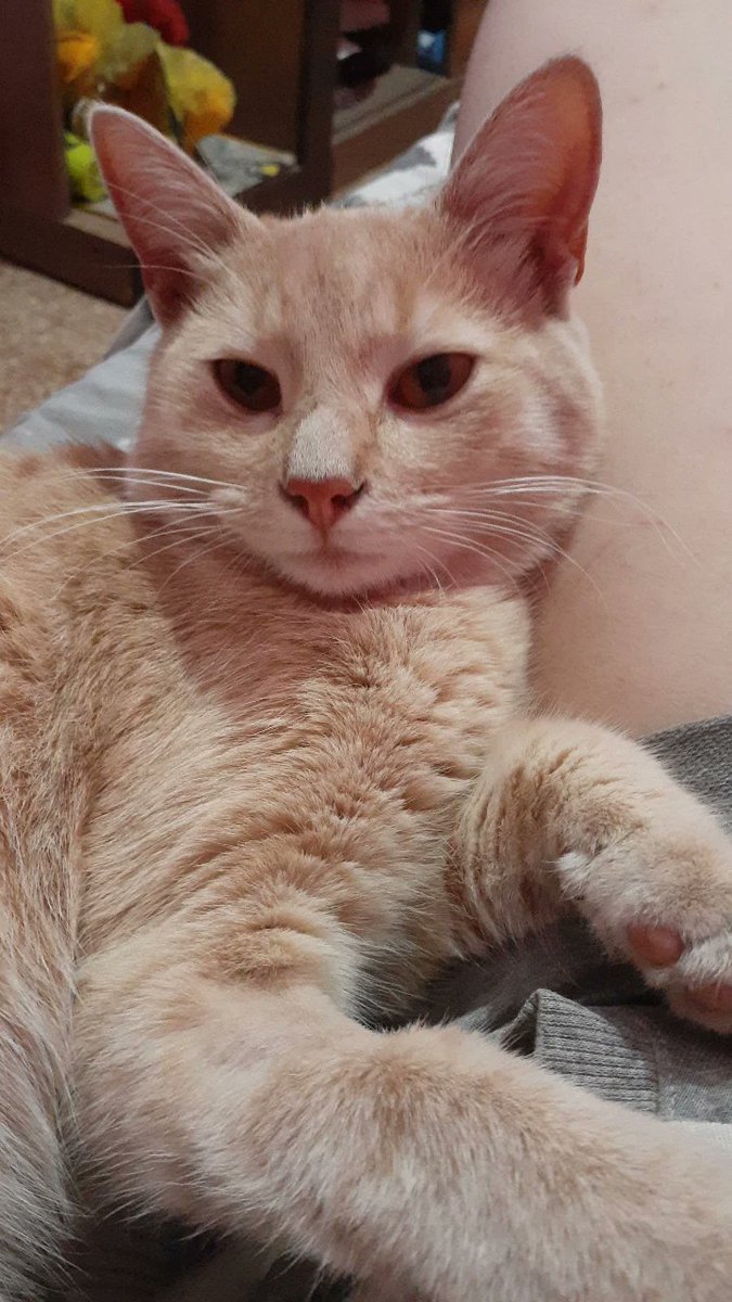 _kimwinter_'s tweet photo. Hola gente, me da mucha vergüenza pero necesito ayuda. Él es manu, tiene problemas renales y se obstruye para orinar. Lamentablemente no cuento con el dinero para llevarlo a una consulta con un veterinario ni para hacerle una desobstrucción, ya le doy alimento especial+ https://t.co/kuFHOX8XOW