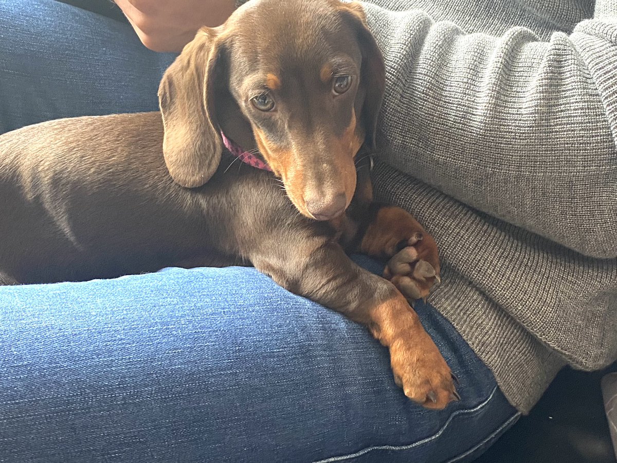 KyrstieStubbs's tweet photo. Talking about school dogs and little one says to me-
Mum- every school just needs a Tallulah!! X
I think she might be right! ❤️❤️ https://t.co/ZSf1TcHPUc