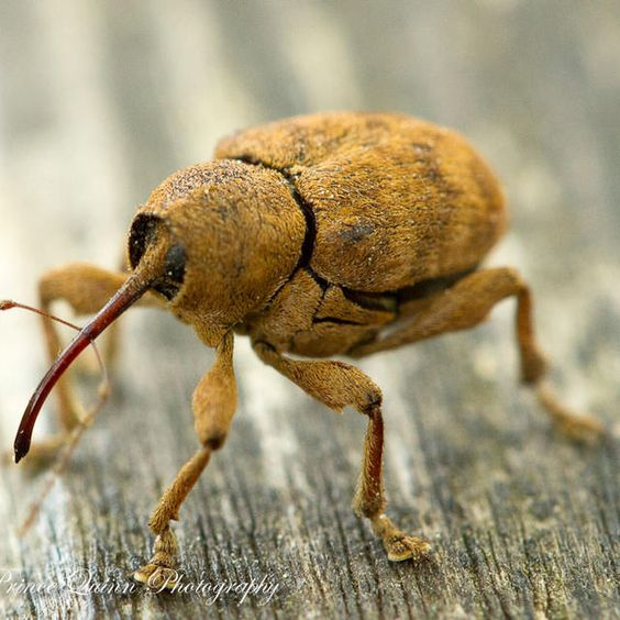 A_Zedig_Diboine's tweet photo. "Big nose funi " is my favourite type of beetle design. I am defintely drawing a night based on the first one https://t.co/oExH53wfOO