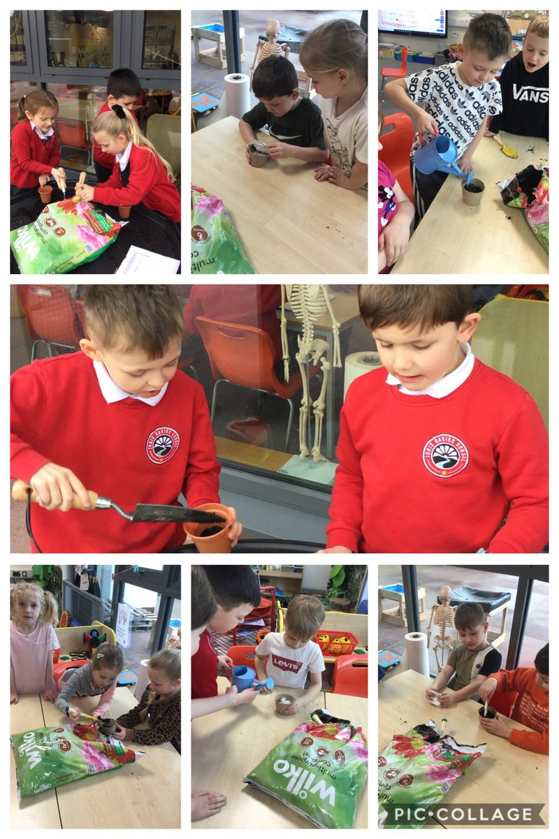 IDS_Abertawe's tweet image. Last week for #BritishScienceWeek2022 we carried out a science investigation into what plants need to grow. We are growing cress but removing one element from each - water, soil, sunlight, to see which will grow best. @IDS3to18 @IDS_Mrs_Evans @IDS_Science