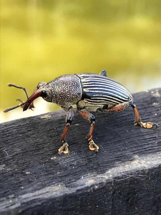 A_Zedig_Diboine's tweet photo. "Big nose funi " is my favourite type of beetle design. I am defintely drawing a night based on the first one https://t.co/oExH53wfOO