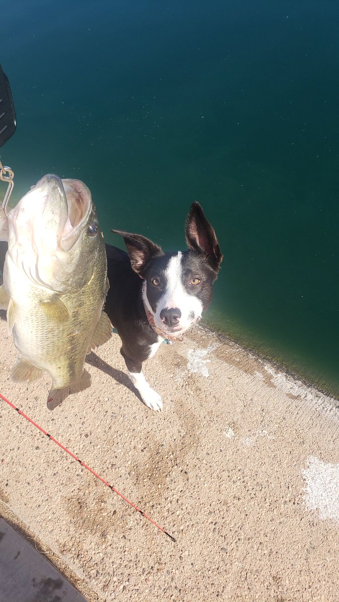 Lane_amite91's tweet photo. Oakley the fishing dog. She is the ultimate lucky gem i bring when I go fishing. #urbanpond #fishinglife #fishingdog https://t.co/nnRo3gEcn3