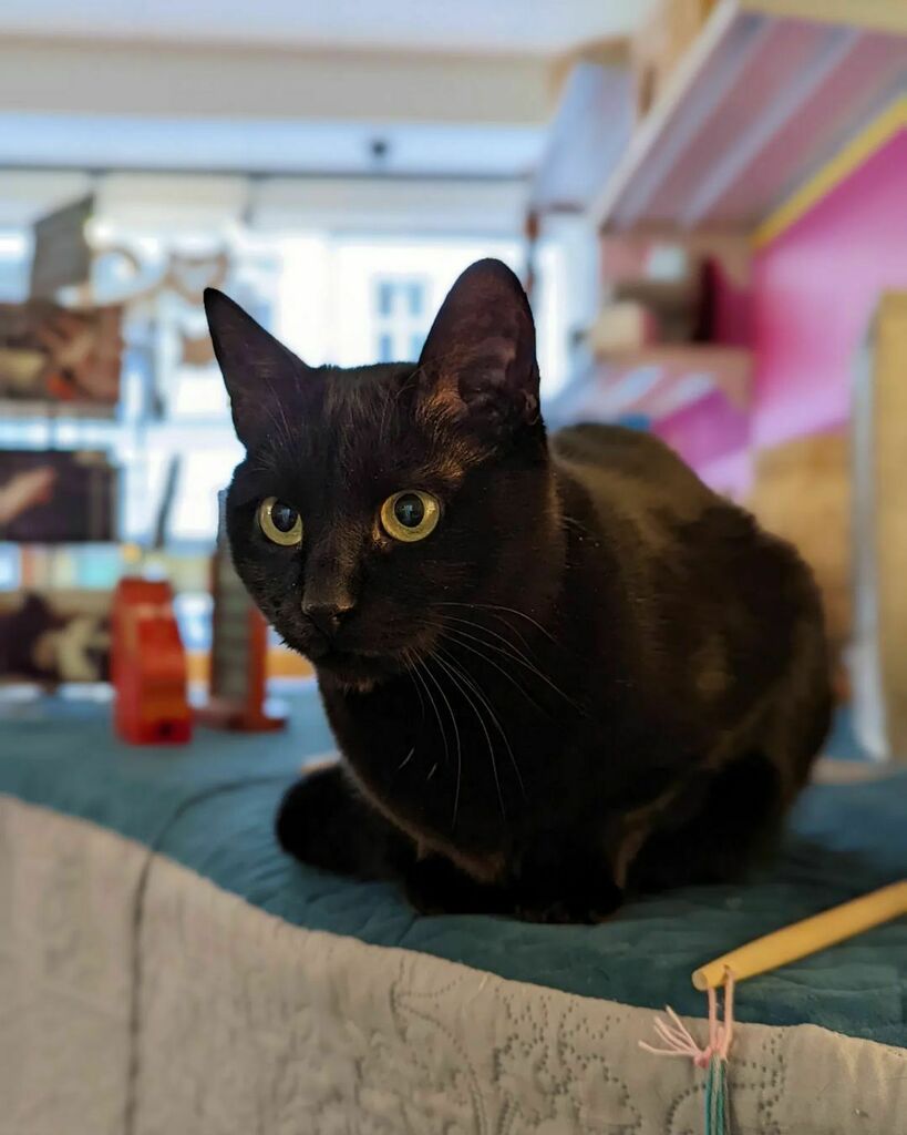 jsaravia's tweet photo. Cattentive kitty. (at Zur Mieze - Katzenmusikcafé)

https://t.co/hxzenv8kw9 https://t.co/BDQMzUCyJc https://t.co/nwQLxjyiw9