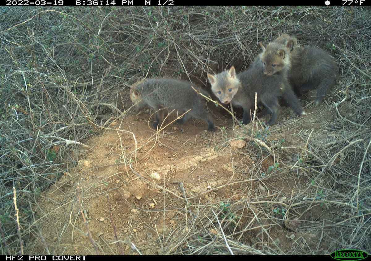 oak_spring's tweet photo. Some cuteness to start off your weekend!
Josh Rector of our Biodiversity Management Team set up a camera trap by a fox den earlier this month, and was rewarded with these kit photos (likely 3-4 weeks old). We're excited to share more as they grow up! 🦊 #FoxFriday https://t.co/FyDTipMByD