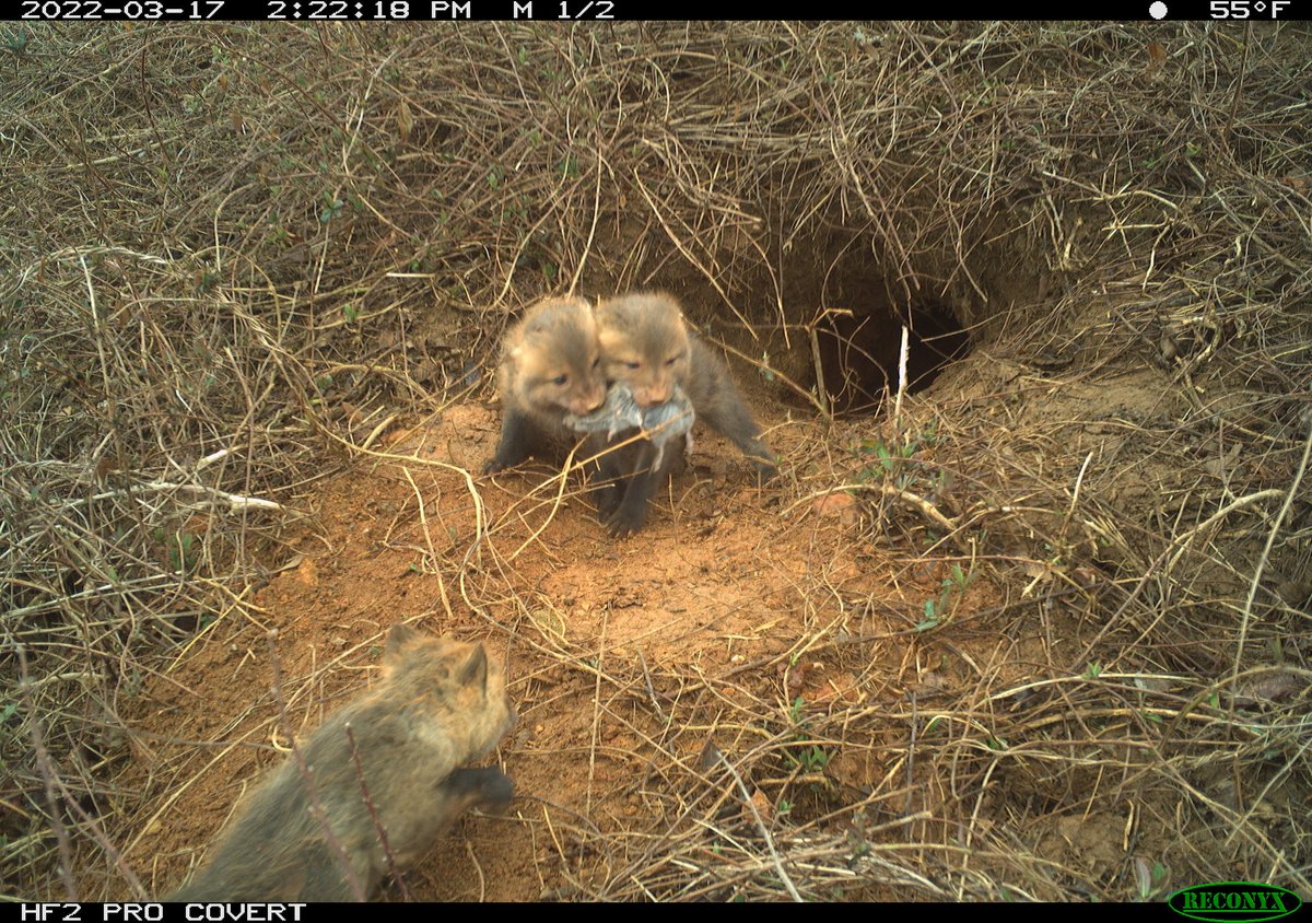 oak_spring's tweet photo. Some cuteness to start off your weekend!
Josh Rector of our Biodiversity Management Team set up a camera trap by a fox den earlier this month, and was rewarded with these kit photos (likely 3-4 weeks old). We're excited to share more as they grow up! 🦊 #FoxFriday https://t.co/FyDTipMByD