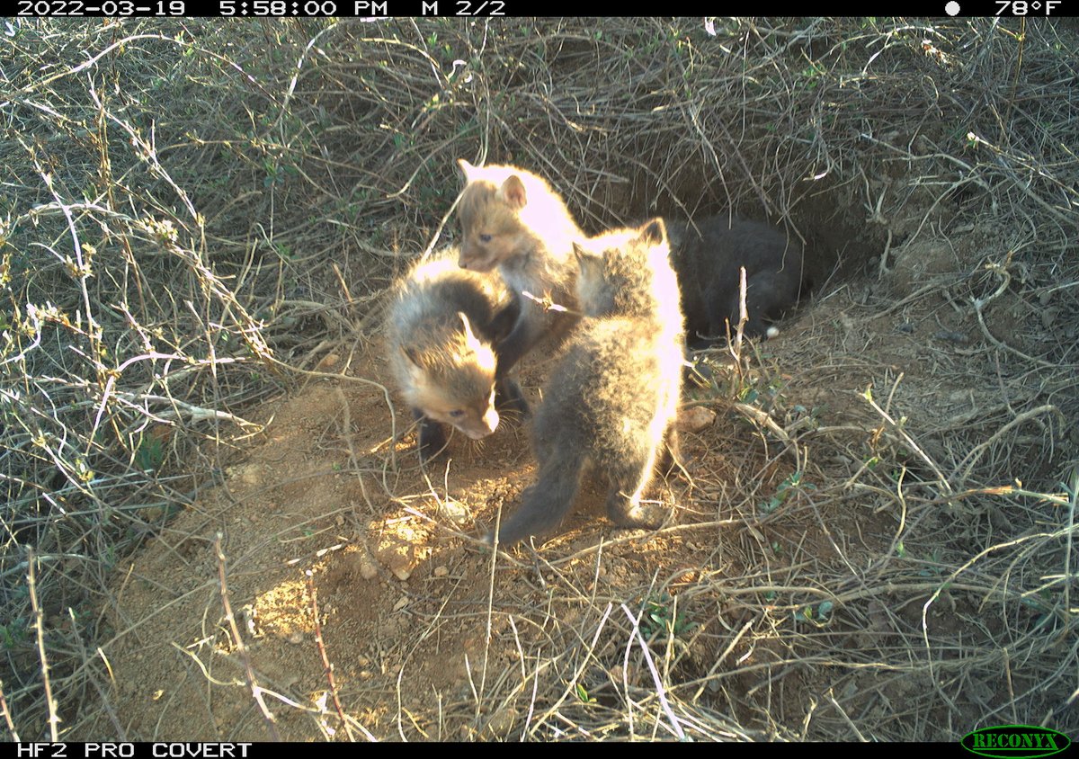 oak_spring's tweet photo. Some cuteness to start off your weekend!
Josh Rector of our Biodiversity Management Team set up a camera trap by a fox den earlier this month, and was rewarded with these kit photos (likely 3-4 weeks old). We're excited to share more as they grow up! 🦊 #FoxFriday https://t.co/FyDTipMByD