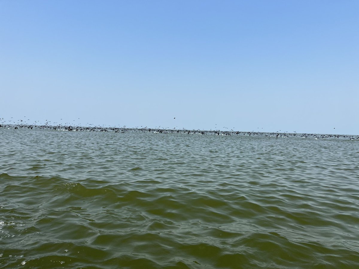 YolimaRuiz's tweet photo. #MIRNENCGSM la ciénaga grande  450 km2 de posibilidades extraordinarias como recurso,manglares y reservas,santuarios de fauna y flora ubicada a solo unos metros de una via nacional, pero sumergida en kilómetros de olvido estatal y desconocimiento civil  @CM_Botero @investigarCUC https://t.co/0cv6cyoBHC