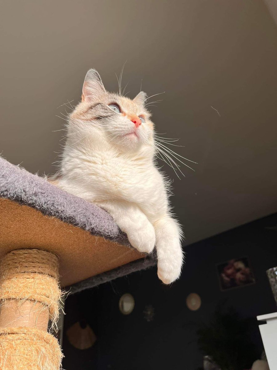 princess Lou tweet media