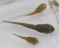 EngagingMindsMH's tweet photo. We are super excited! Bullfrog Tadpoles are now available on our website at https://t.co/UQkZhafiLa #educators #teachers #albertateacherassociation #daycares #dayhomes #preschools #medhat #redcliff #dunmore #cypresscountyalberta #Alberta #Saskatchewan #livingscience https://t.co/jpyTgBVEsp