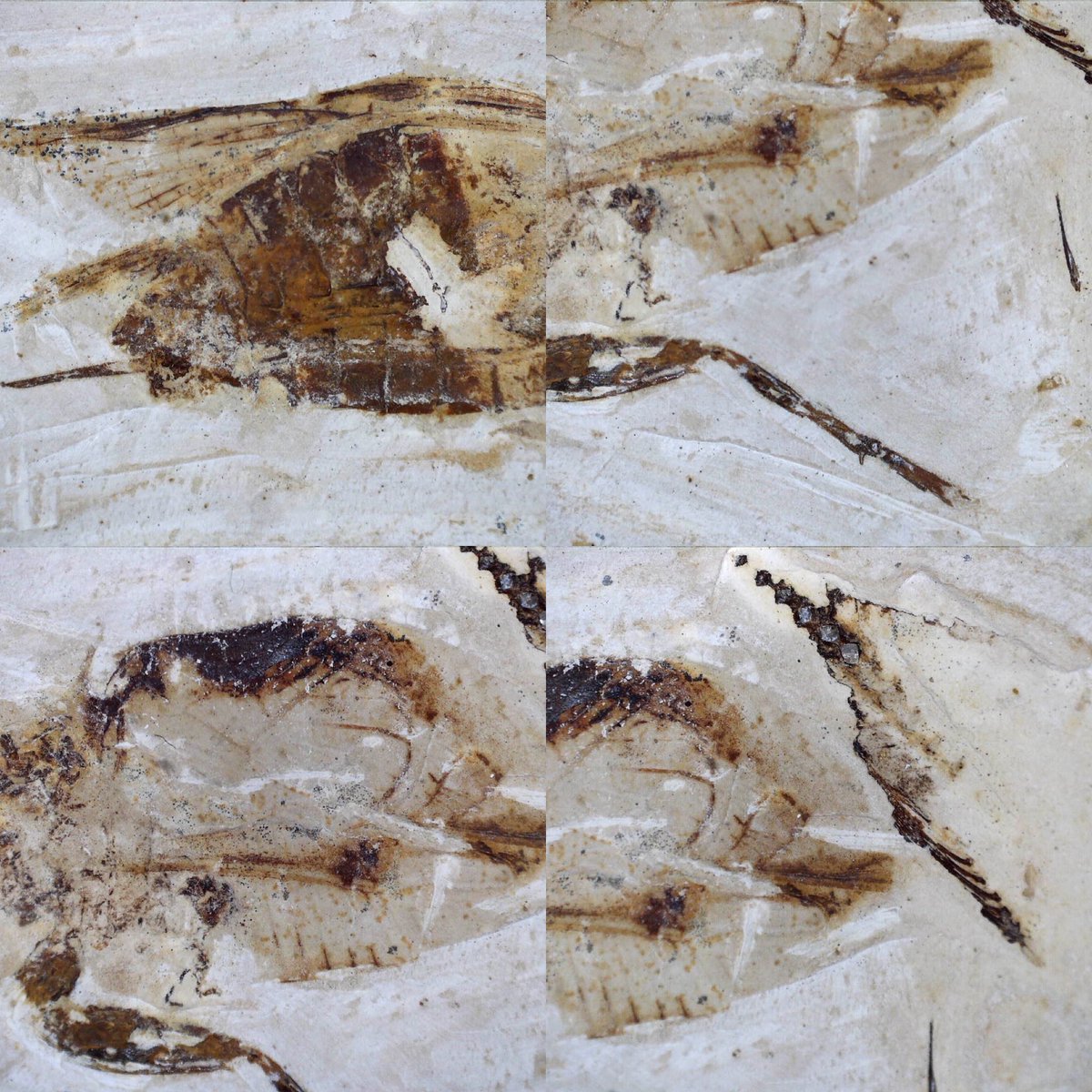 dr_dappleton's tweet photo. A #cretaceous #fossil #grasshopper here on #FossilFriday from an old Bristol collection dating to the 1950s #fossils #insects #insectfossil #insectfossils #paleontology #entomology #nature #NaturePhotography #macrophotography https://t.co/2cIZWKHQ3v