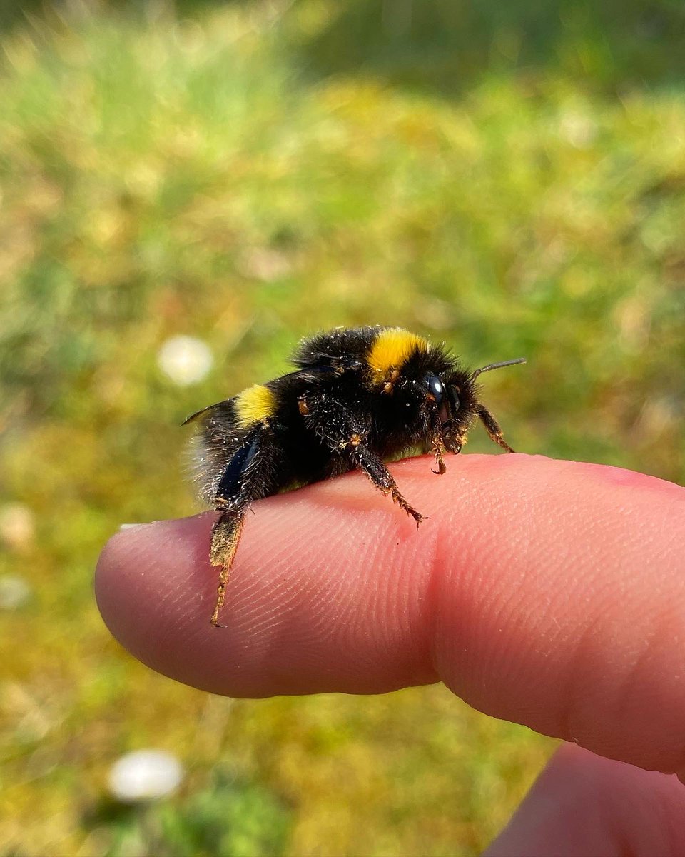 Lucy_Lapwing's tweet photo. I know there’s heaps of sh*t in the world, but today my Twitter feed has been pure and absolutely BURSTING with spring joy and love for our natural world. It’s why I love nature nerds!! Share your spring joy please! Here’s a gorgeous bumbler I met today 😍💚💚💚 https://t.co/3m8bVwFA6k