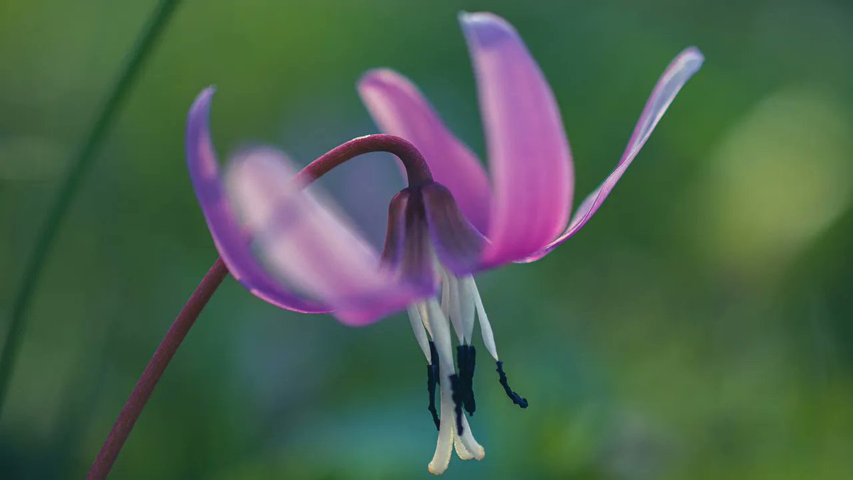 メリアルーム 土日祝いいねお休みです S Tweet 今日の花 3月26日の誕生日花は 片栗 かたくり 花言葉は 嫉妬 です この日生まれの人は 自己研鑽に励むタイプ 家庭より仕事を重視し いくつになっても活躍したい欲求を持ち続ける熱い人です 3月
