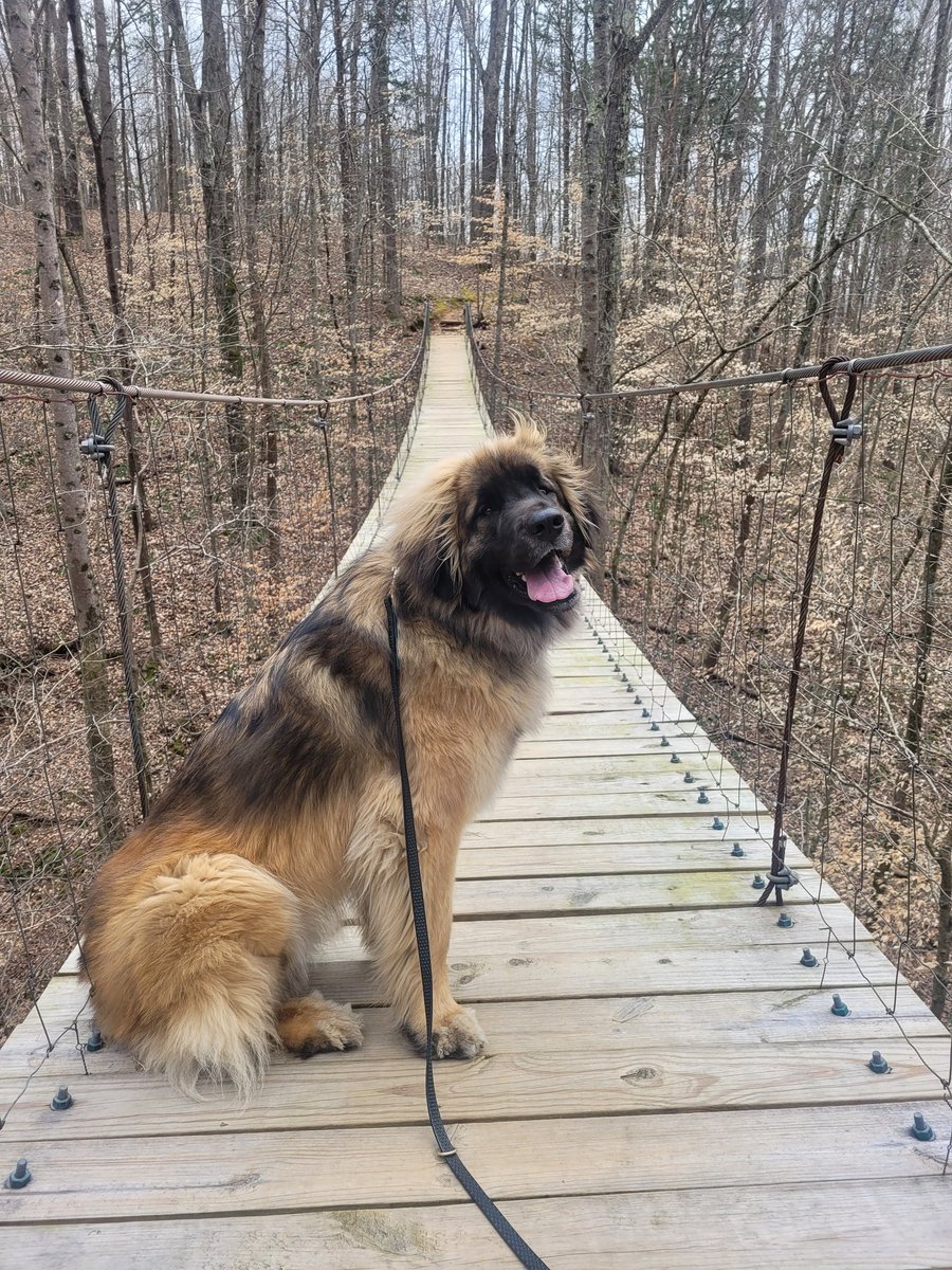 I am Brave. I am fearless. #dogsoftwitter #Motivation #bridge