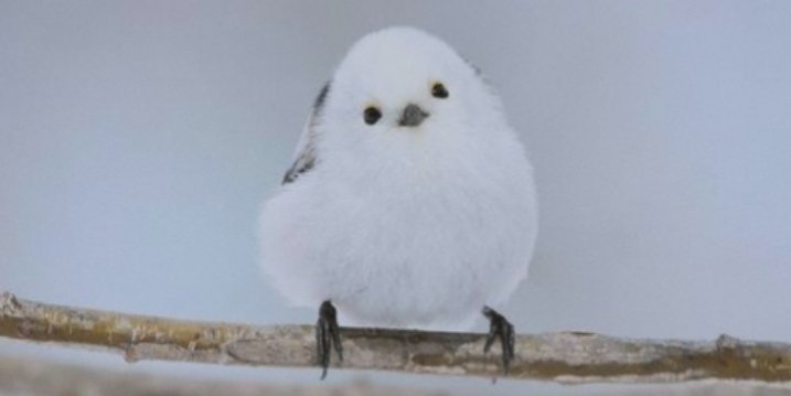 _SNOWYBLOSSOM's tweet photo. ⠀
⠀Si, son llamados "pájaros bola de algodón" por su tamaño y peculiar forma.
⠀ https://t.co/UNWTeJsf0s