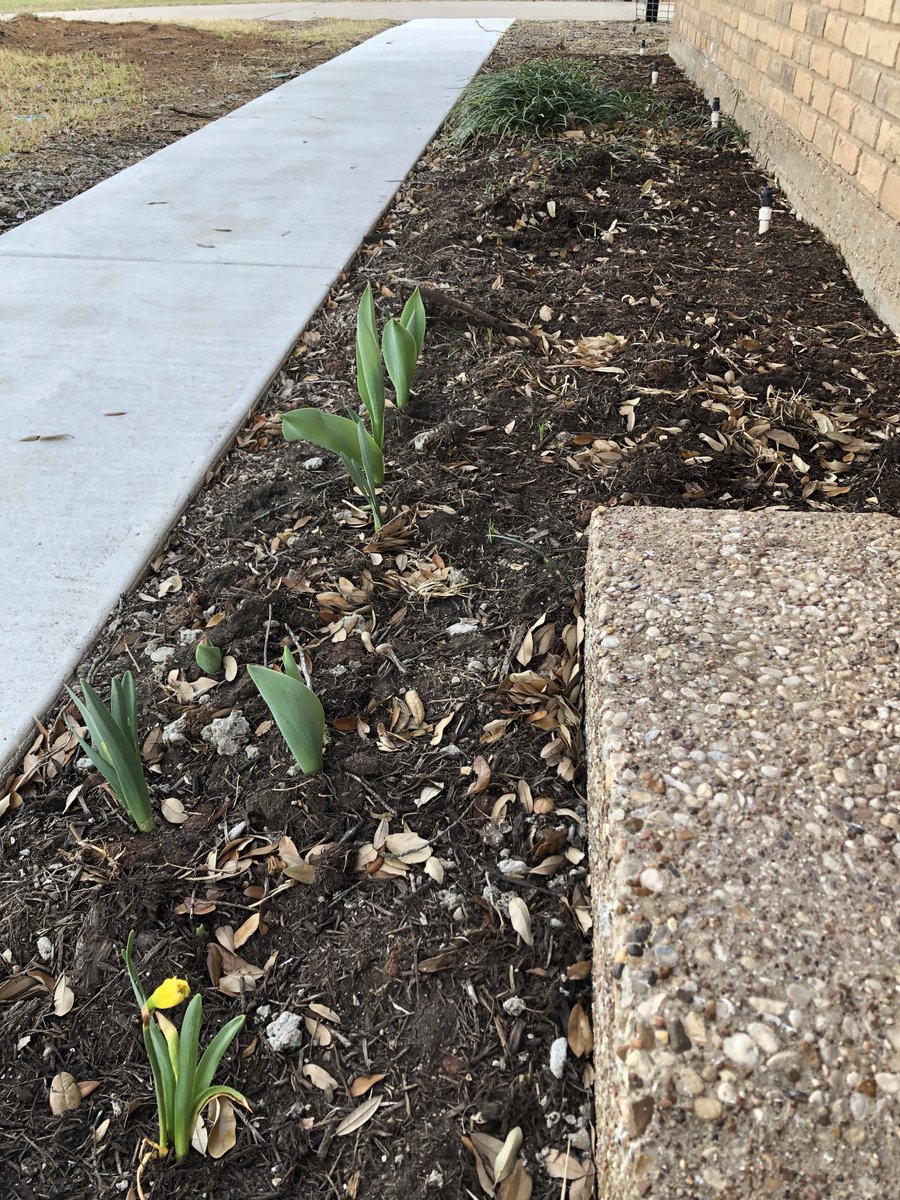 CelesteSodergr2's tweet photo. I planted bulbs and peony roots and I can’t wait for them to grow. They all start and grow at different rates. My fav are the last to start. I keep wanting to dig them up to see if they’ve started to sprout. #applymetaphorasneeded #growthings https://t.co/CXIlnn5lGt