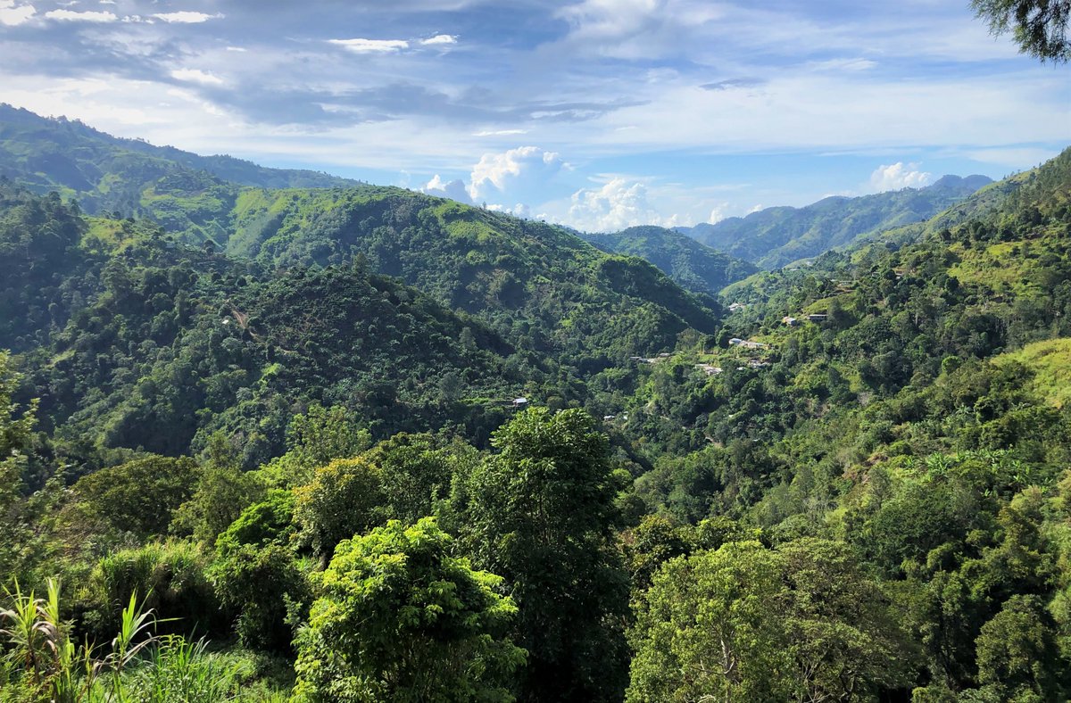 Birdlifejamaica's tweet photo. Silver Hill Gap, 1,035 meters (3,396 feet) on the St. Andrew-Portland border in the Blue Mountains 📍🇯🇲Wayne Sutherland 📸
#BlueMountains
#BlueMountainCoffee
#NationalParks 
#JCDT https://t.co/qW1TNKtM6Z