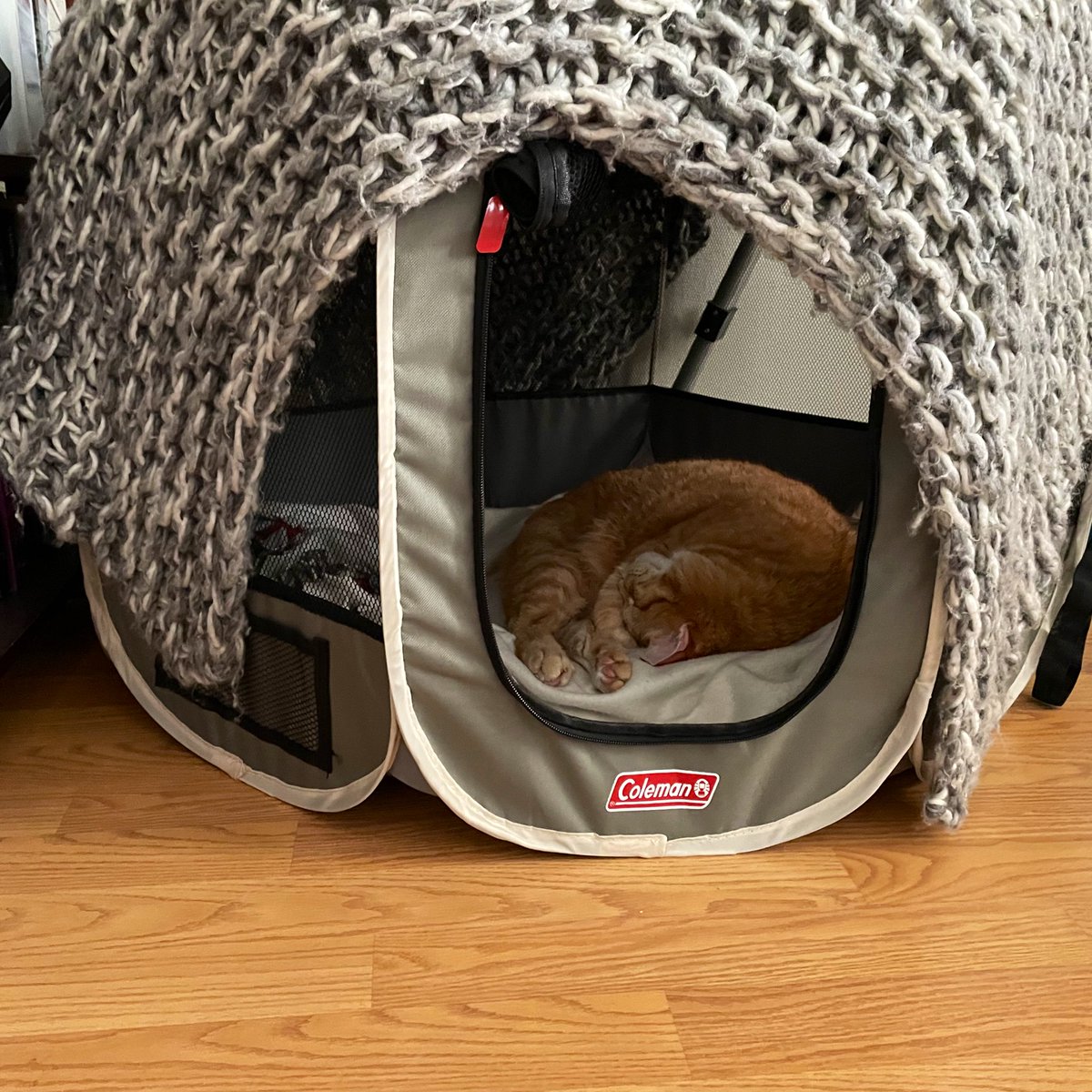 ElsewherePDX's tweet photo. Should I give away a Morphling when this cat leaves his tent to someone who retweets or something?
#NFTGiveaways #catcontest https://t.co/So2xqdxFX0