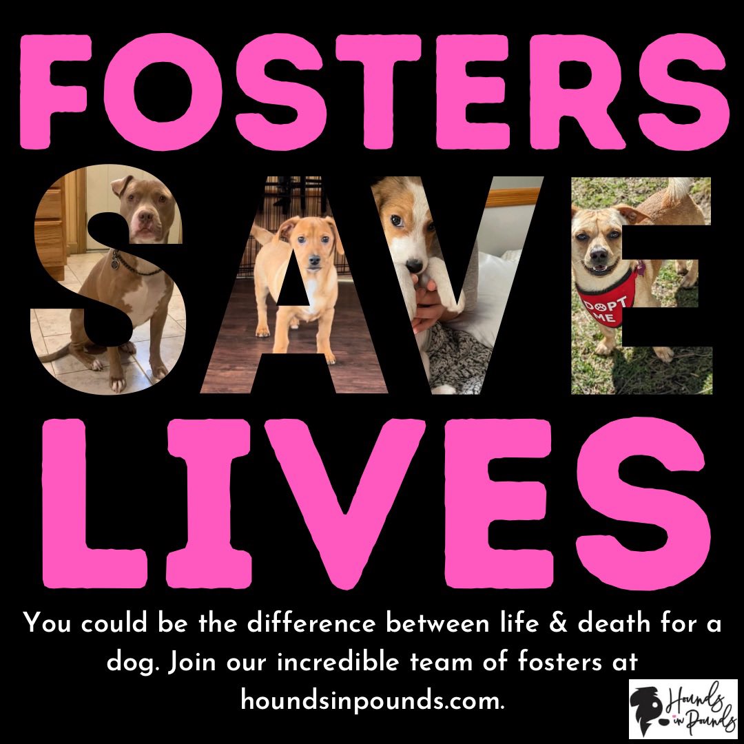 Hounds in Pounds on Twitter "🚨We have an urgent need for foster homes