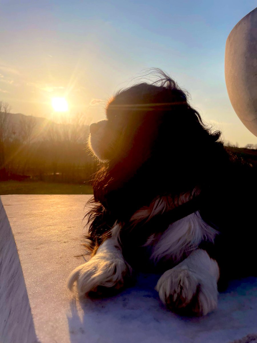 Sunset with a friend🤍 #cavalierking