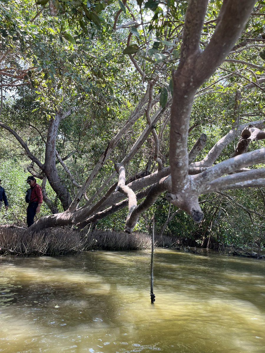 YolimaRuiz's tweet photo. Manglares de la ciénaga grande de santa Marta. Protegen, regulan y contribuyen al mantenimiento ecológico de la zona. #MIRNENCGSM @investigarCUC @CM_Botero https://t.co/KsCA7yYm0A
