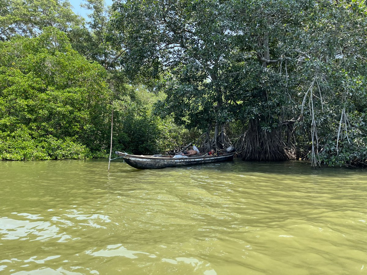 YolimaRuiz's tweet photo. Manglares de la ciénaga grande de santa Marta. Protegen, regulan y contribuyen al mantenimiento ecológico de la zona. #MIRNENCGSM @investigarCUC @CM_Botero https://t.co/KsCA7yYm0A