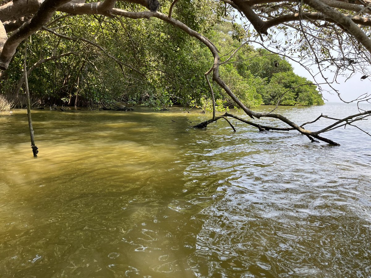 YolimaRuiz's tweet photo. Manglares de la ciénaga grande de santa Marta. Protegen, regulan y contribuyen al mantenimiento ecológico de la zona. #MIRNENCGSM @investigarCUC @CM_Botero https://t.co/KsCA7yYm0A