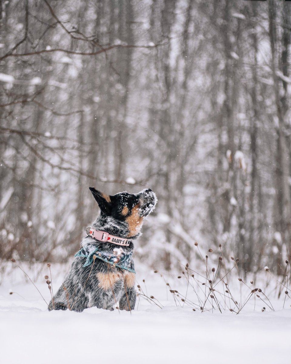 Cattle Dogs & Company tweet media