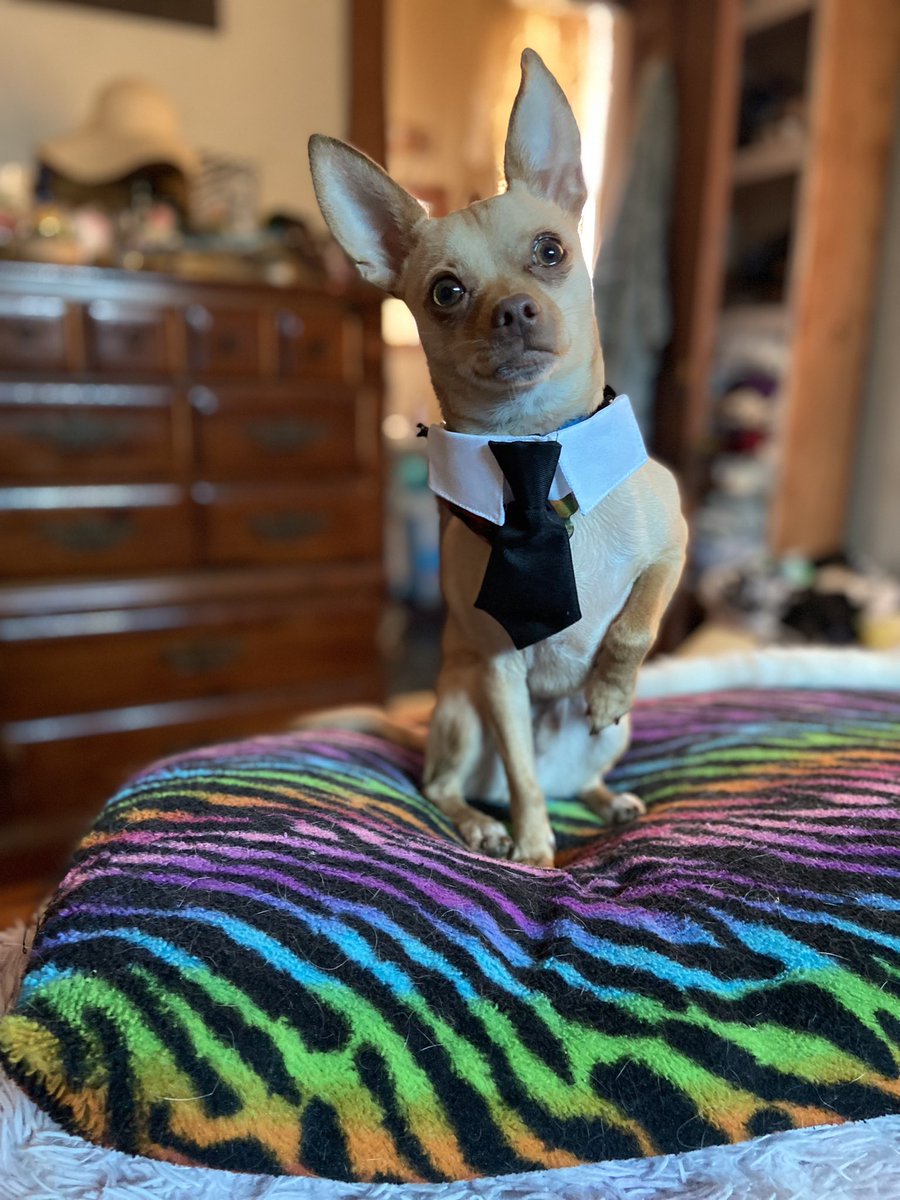 LauraSpangenbe2's tweet photo. He’s ready for Easter https://t.co/xHBTpkashq