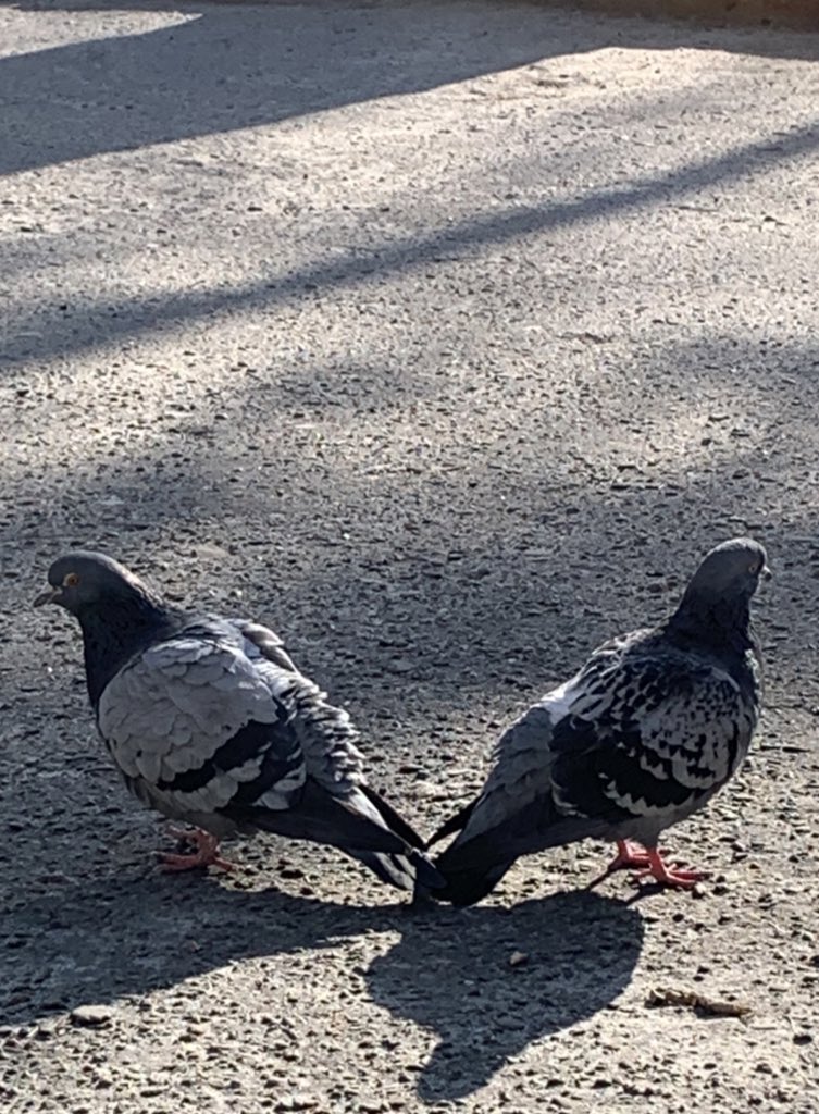 ZoomedAnimals's tweet photo. тримаємось хвостиками 🥰 https://t.co/1yYvZG0tHr