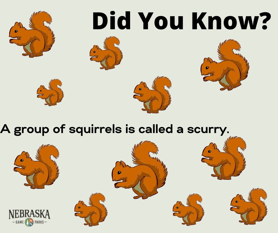 What is a Group of Squirrels Called  