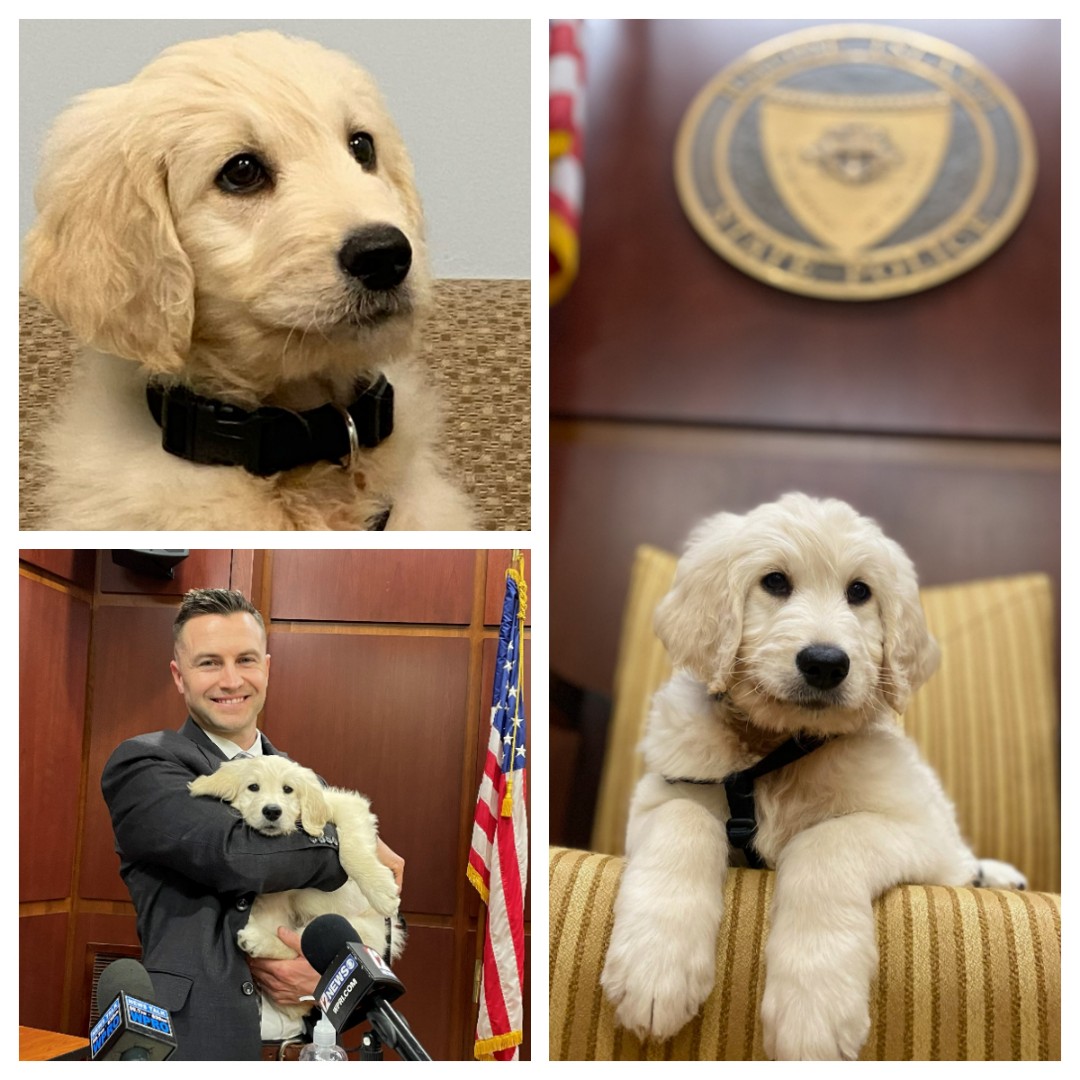 RIStatePolice's tweet photo. Today we welcomed K-9 Gus, our first comfort dog. He will be handled by Det. Jared Andrews of the Special Victims Unit. Gus is a very good boy and will be trained to put victims of crime at ease as they work with us to tell their stories. #AlwaysThere https://t.co/bX2NMIuJGV