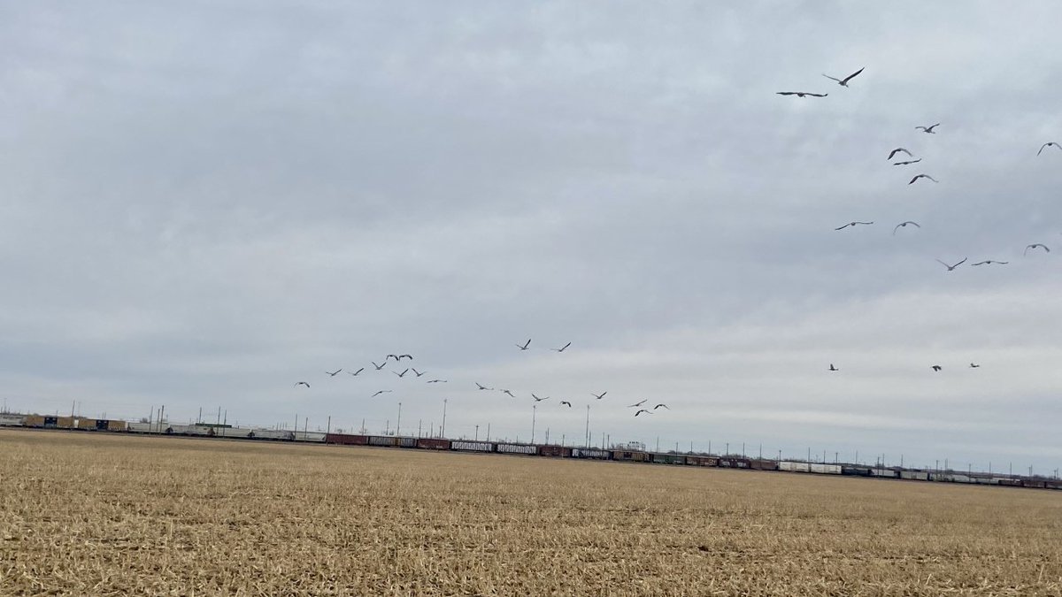 GoldenSpikeTwr's tweet photo. #cranes #birdsofnebraska #trains #gst #greatmigration https://t.co/AhlGInrG0k