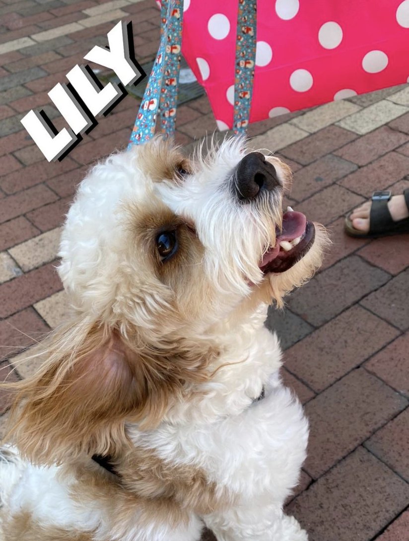 sink123sqdu's tweet photo. Pups 🐶 from 🐶 Yappy 🐶 Hour 🐶 More pictures to come! Thank you to everyone who made Puppy Yappy Hour a huge success! 💙
#TarHeelsStayActive #UNC #DogsofTwittter https://t.co/E9AJhhsJw8