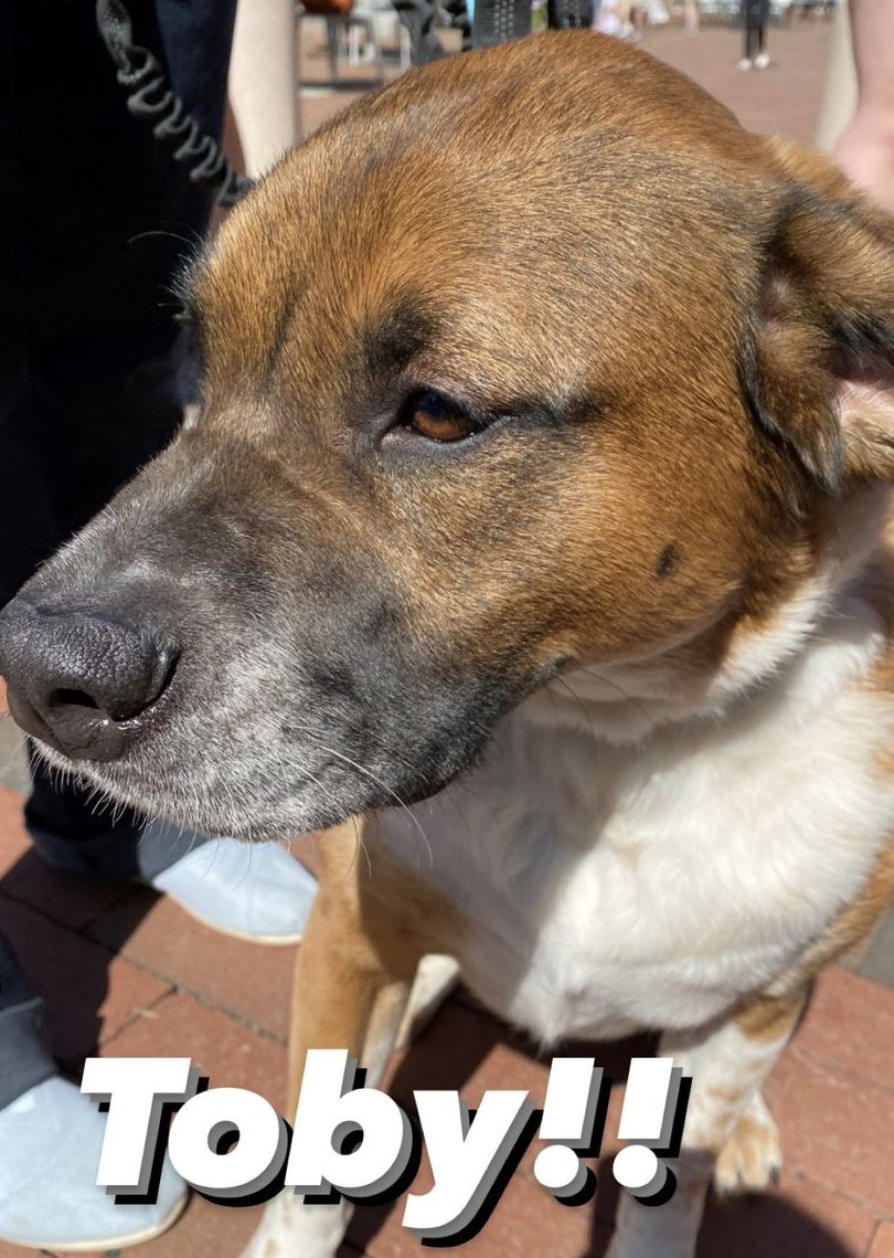 sink123sqdu's tweet photo. Pups 🐶 from 🐶 Yappy 🐶 Hour 🐶 More pictures to come! Thank you to everyone who made Puppy Yappy Hour a huge success! 💙
#TarHeelsStayActive #UNC #DogsofTwittter https://t.co/E9AJhhsJw8