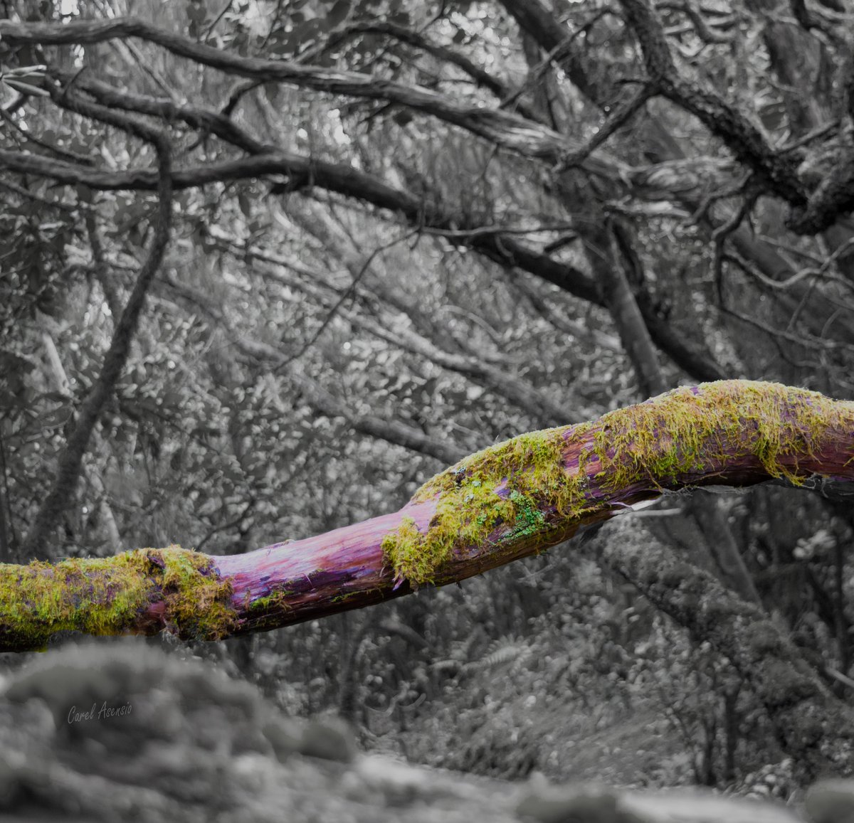 CarelAsensio's tweet photo. ¿y si coloreamos la vida...? 🌈💪

#BuenasNoches 🌙

#carelclick #splashcolor #NiUnDiaSinUnaFoto2022 #color #blancoynegro #photography #photographylovers https://t.co/SL84mEH7RB
